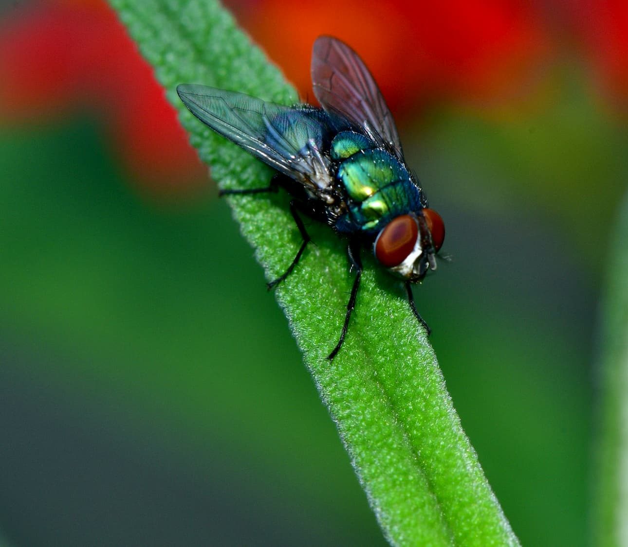fly on a plant