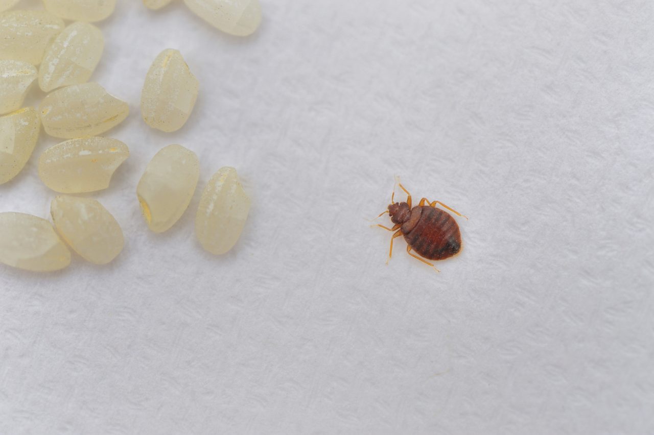 bed bug compared to rice grain