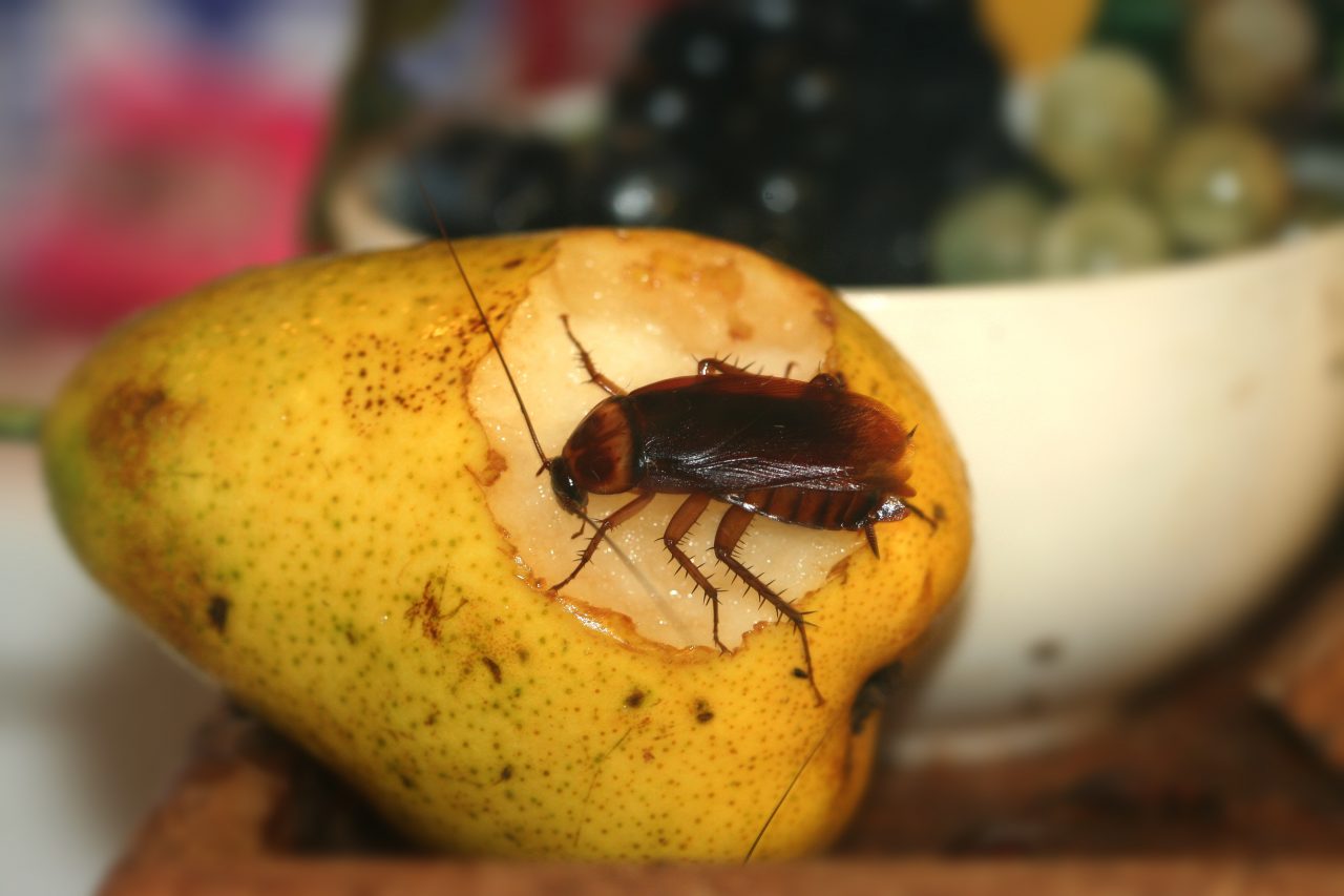 cockroach eating a pear