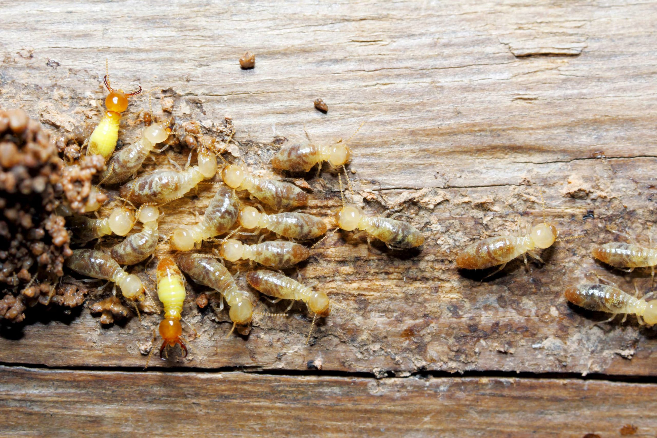 Termites Terminix Service Inc 1 In Pest Control Termite 