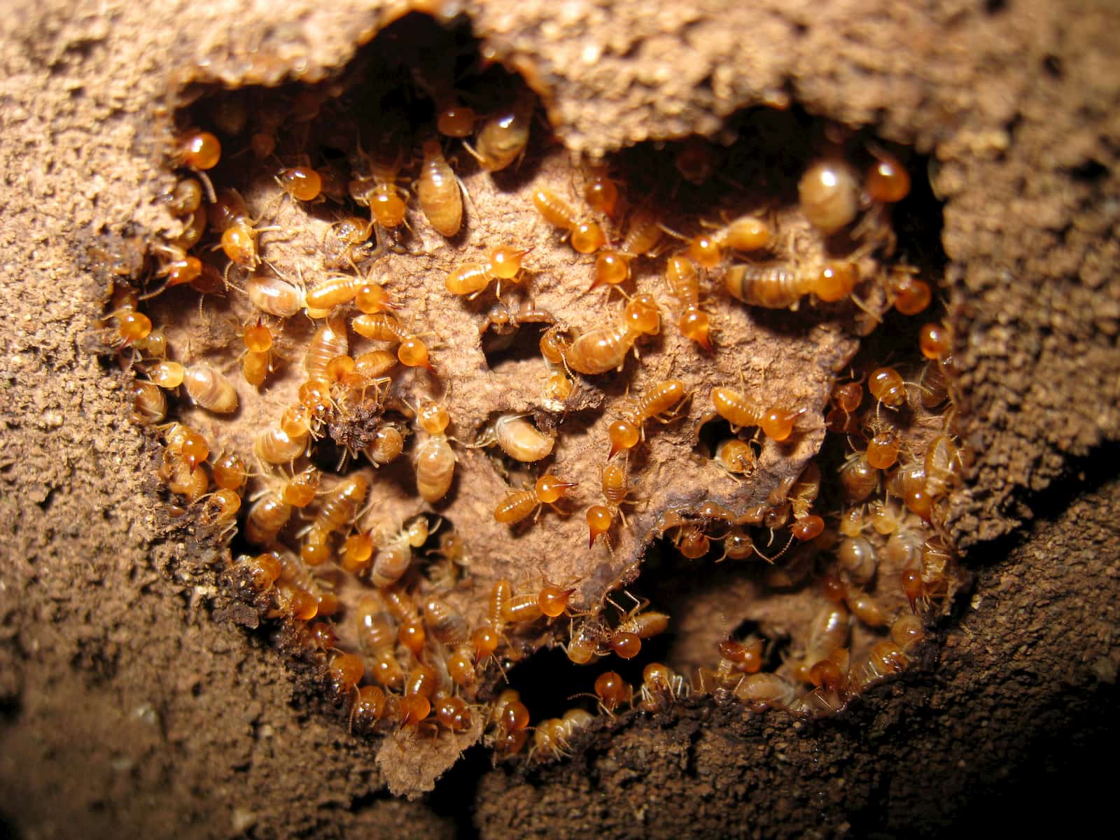 termites underground