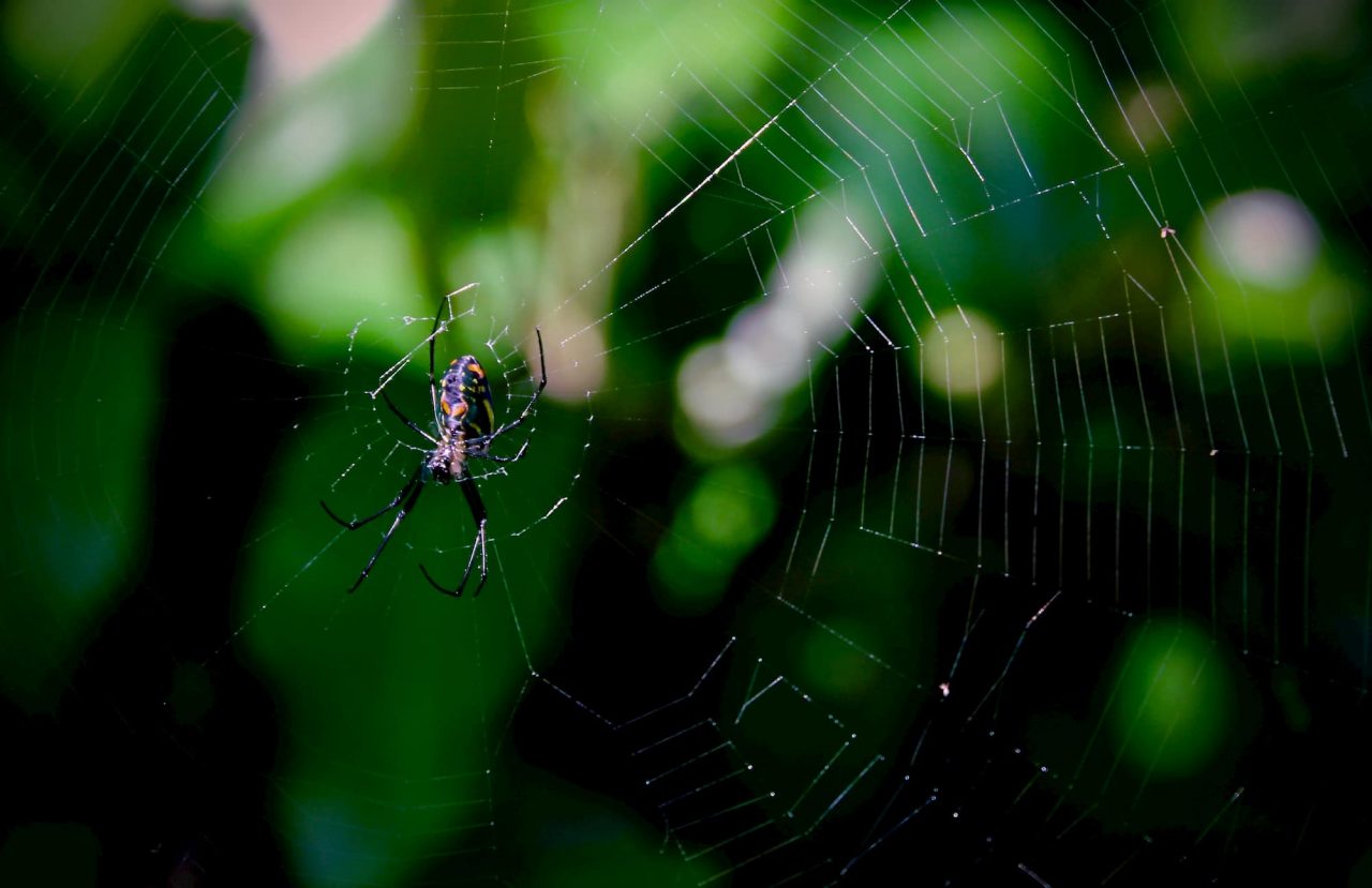 Spiders - Pest Library | Trust Terminix® | #1 in Pest ...