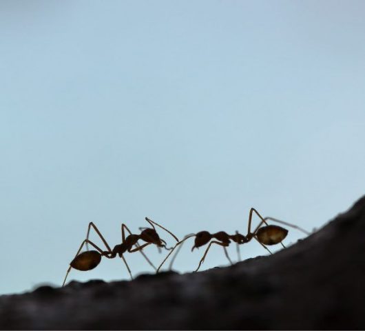 2 ants silhouettes