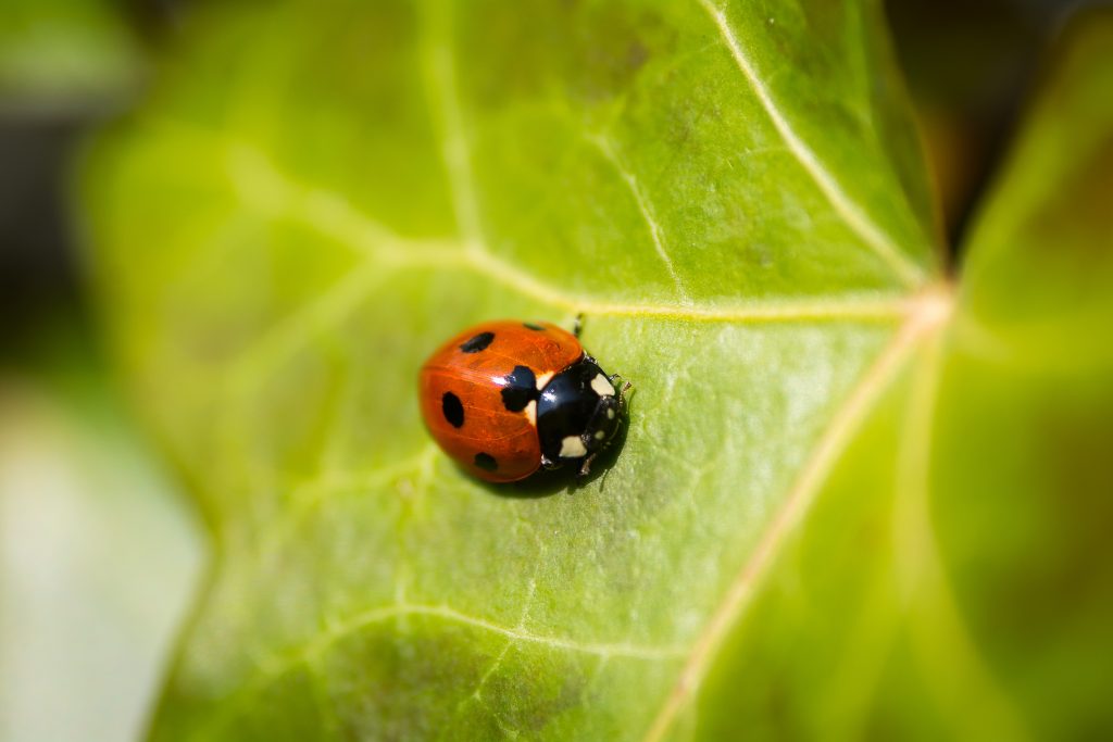 why-do-ladybugs-have-spots-trust-terminix