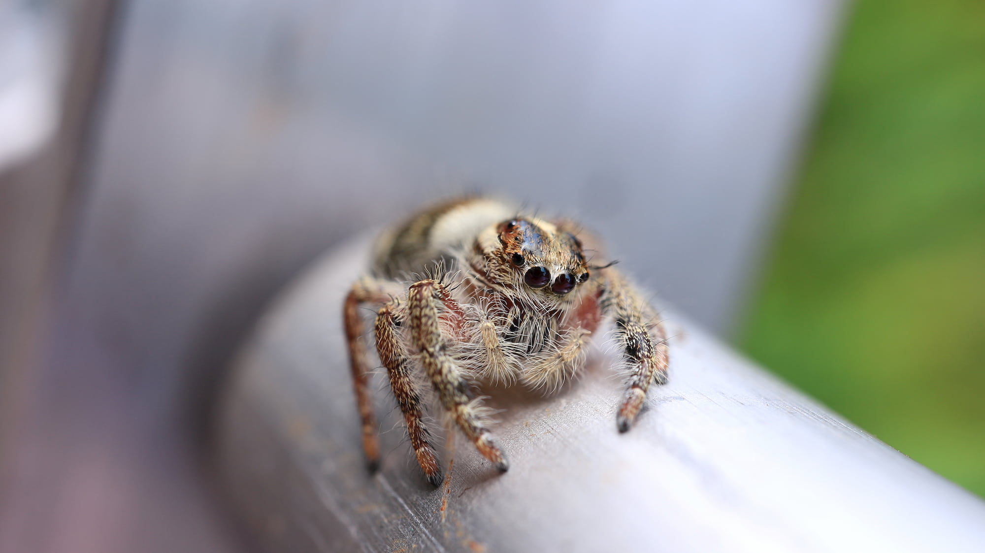 Jumping Spider, Pest Library