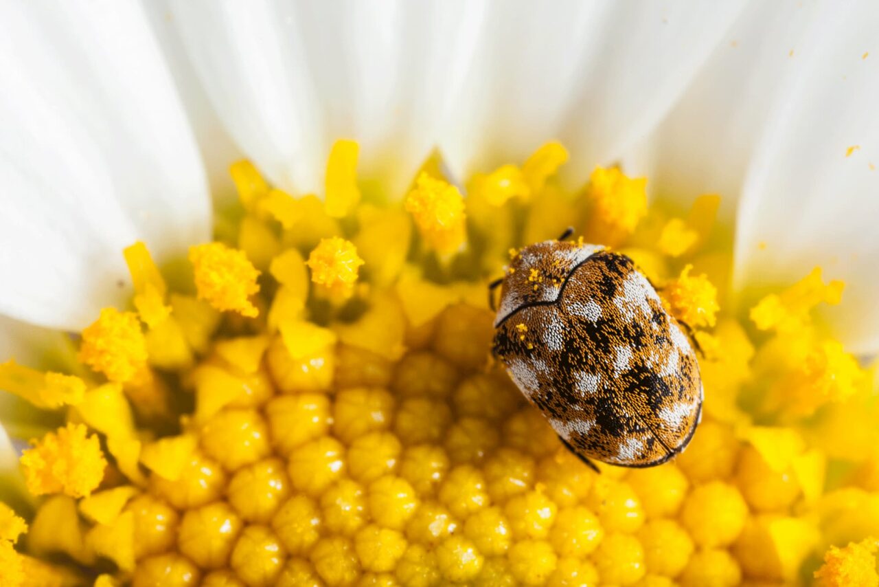 Carpet Beetles | Terminix® Service, Inc. | #1 in Pest Control & Termite ...