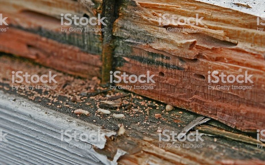 termites damage